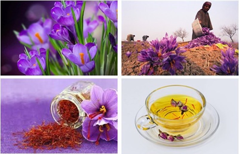 Công dụng của nhụy hoa huệ tây saffron