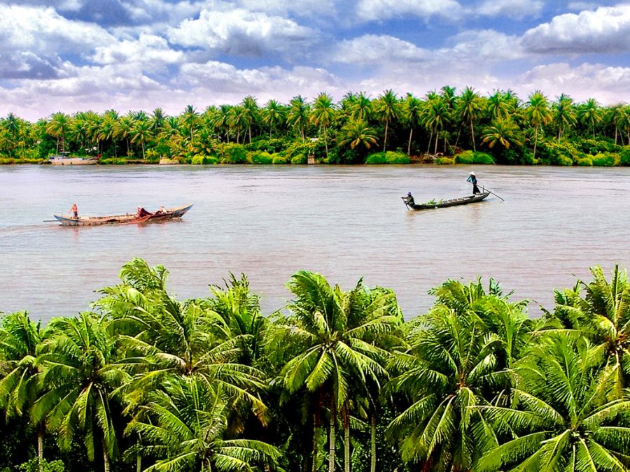 Bến Tre: Diện tích trồng dừa tăng lên hơn 78.000 ha